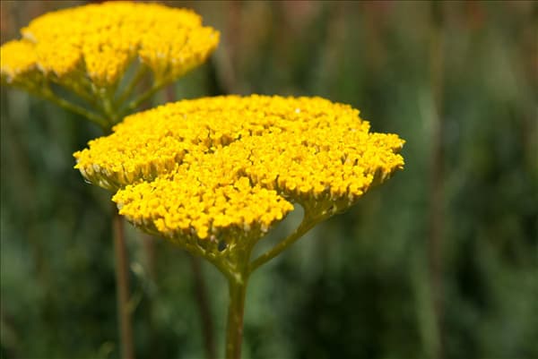 Achillea filipendulina