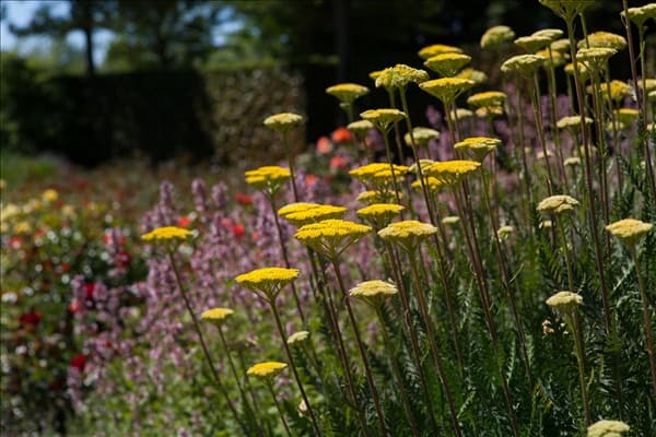 Achillea filipendulina