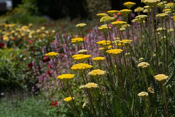 Achillea filipendulina