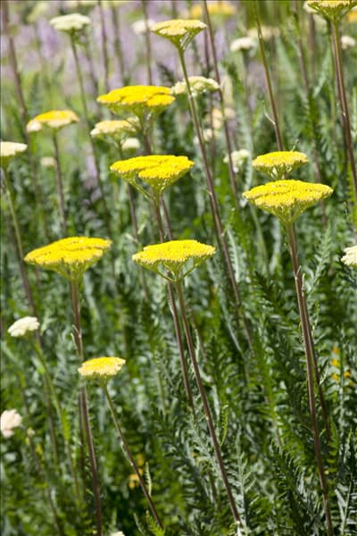 Achillea filipendulina