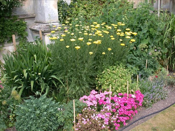 Achillea filipendulina