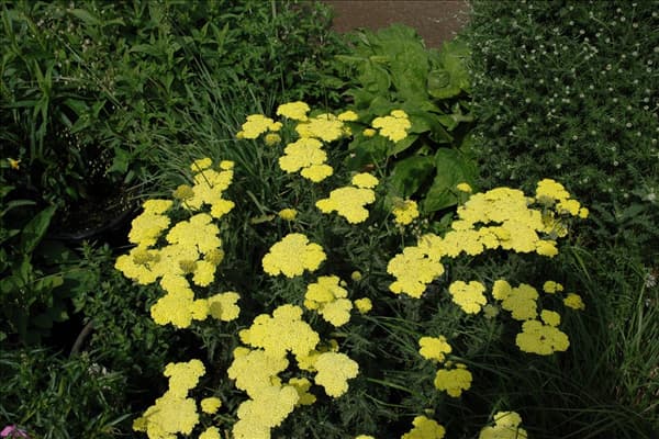 Achillea filipendulina