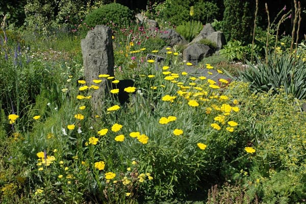 Achillea filipendulina