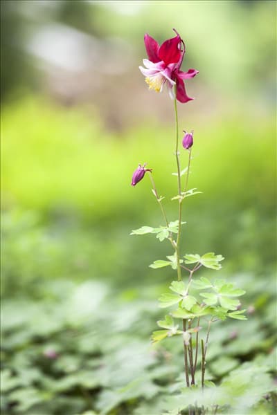Aquilegia vulgaris