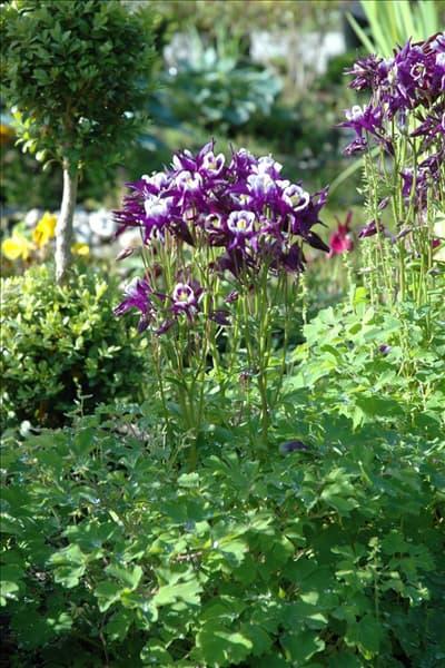 Aquilegia vulgaris