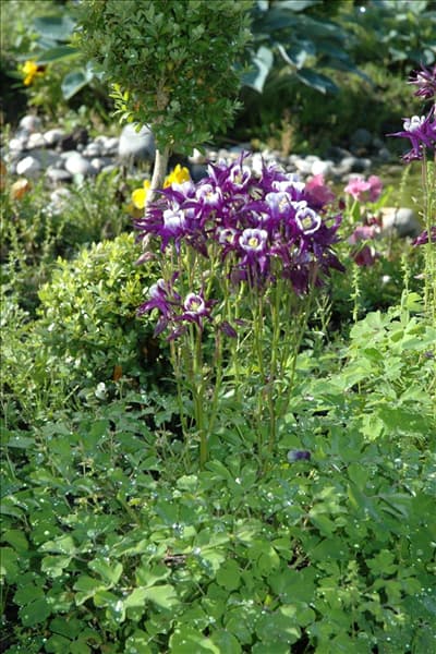 Aquilegia vulgaris