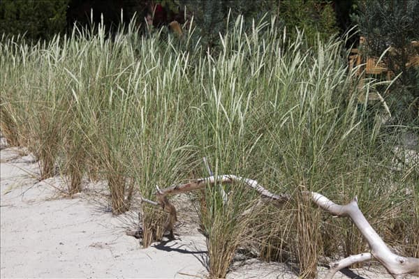 Ammophila