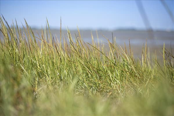 Ammophila arenaria