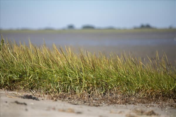 Ammophila arenaria