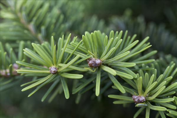 Abies balsamea
