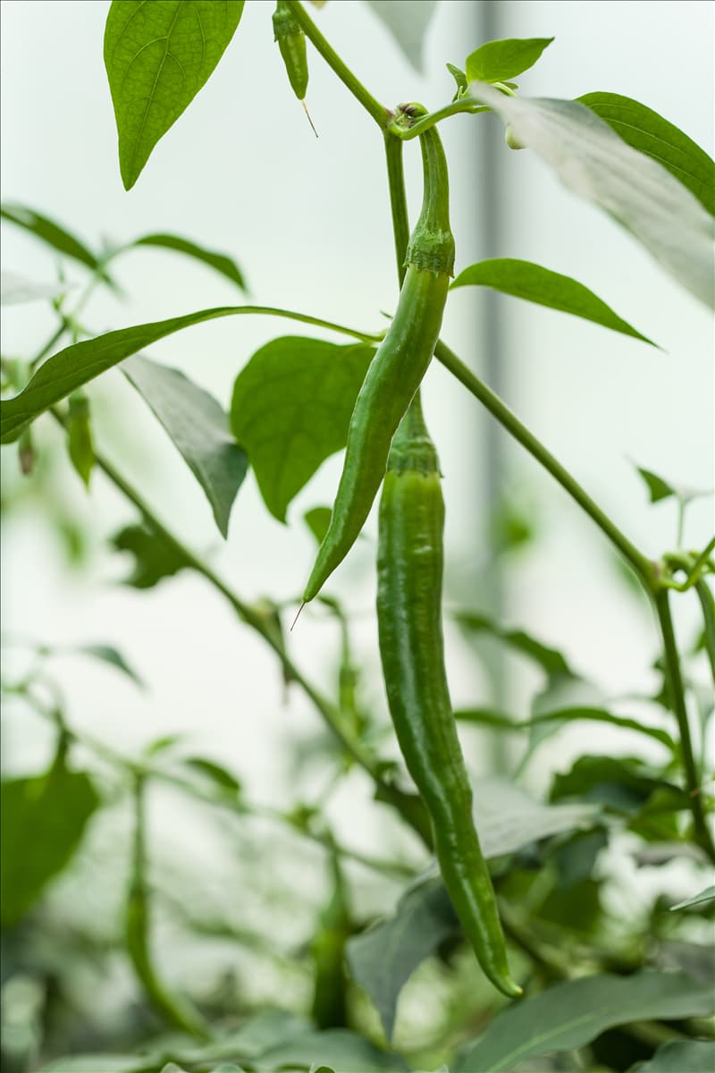 Capsicum annuum 'De Cayenne'