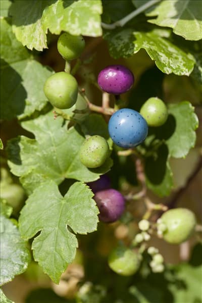 Ampelopsis brevipedunculata