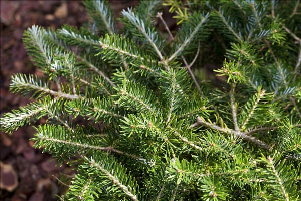Abies balsamea 'Piccolo'