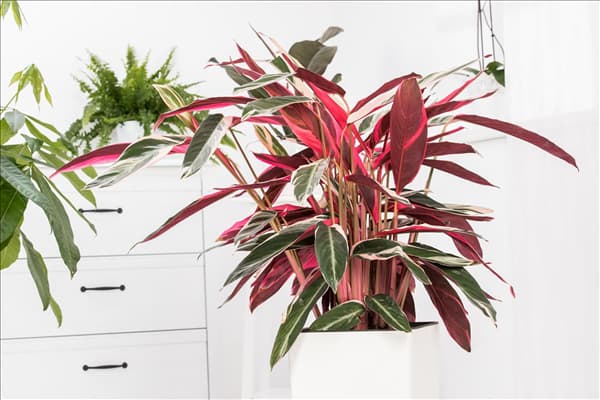 Calathea 'Triostar'