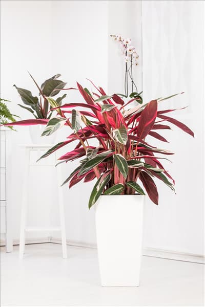 Calathea 'Triostar'