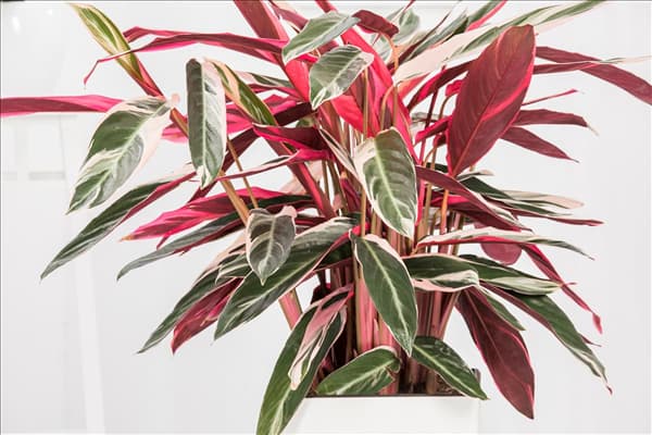 Calathea 'Triostar'