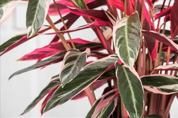 Calathea 'Triostar'