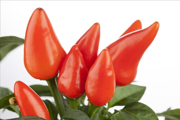 Capsicum annuum