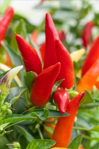 Capsicum annuum 'Feuerküsschen'