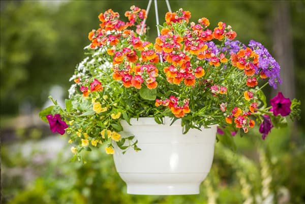 Nemesia, orange