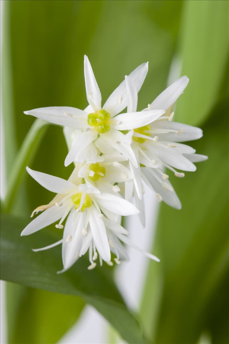 Allium ursinum