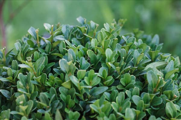 Buxus sempervirens, Kugel