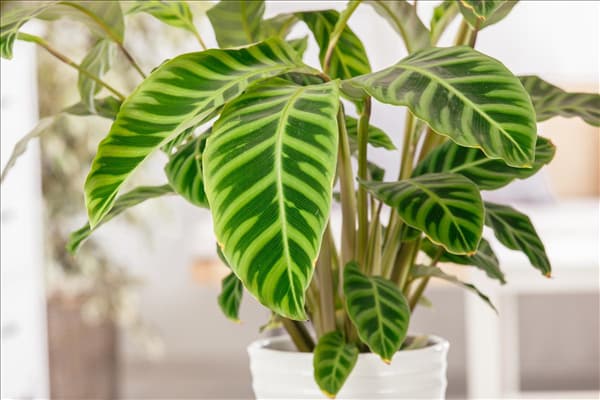 Calathea zebrina