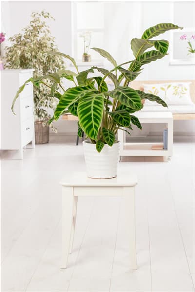 Calathea zebrina