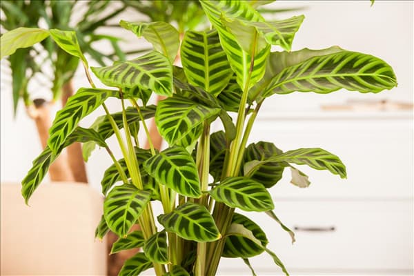 Calathea zebrina
