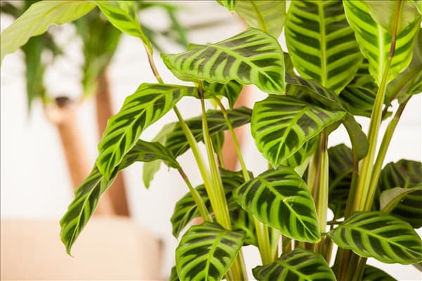 Calathea zebrina