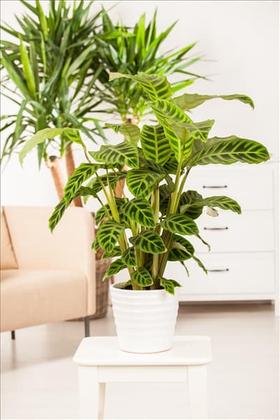 Calathea zebrina