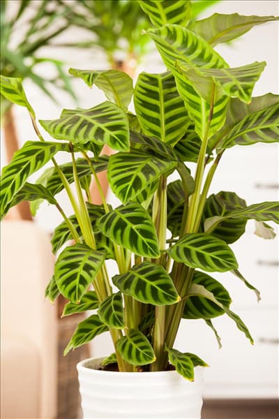 Calathea zebrina