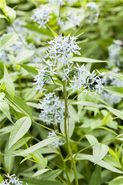 Amsonia tabernaemontana