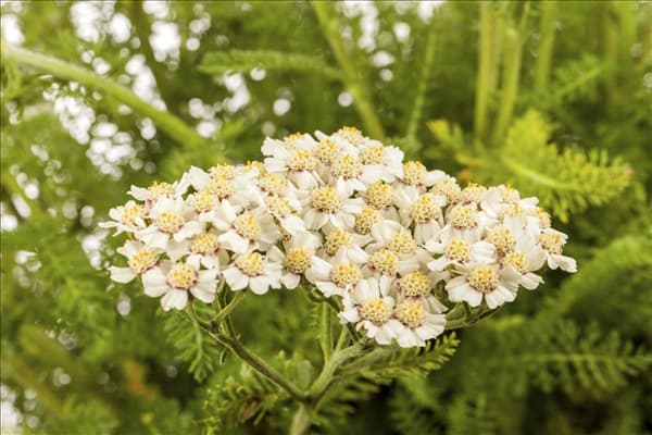 Achillea millefolium, weiß