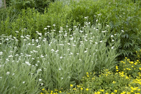 Achillea millefolium
