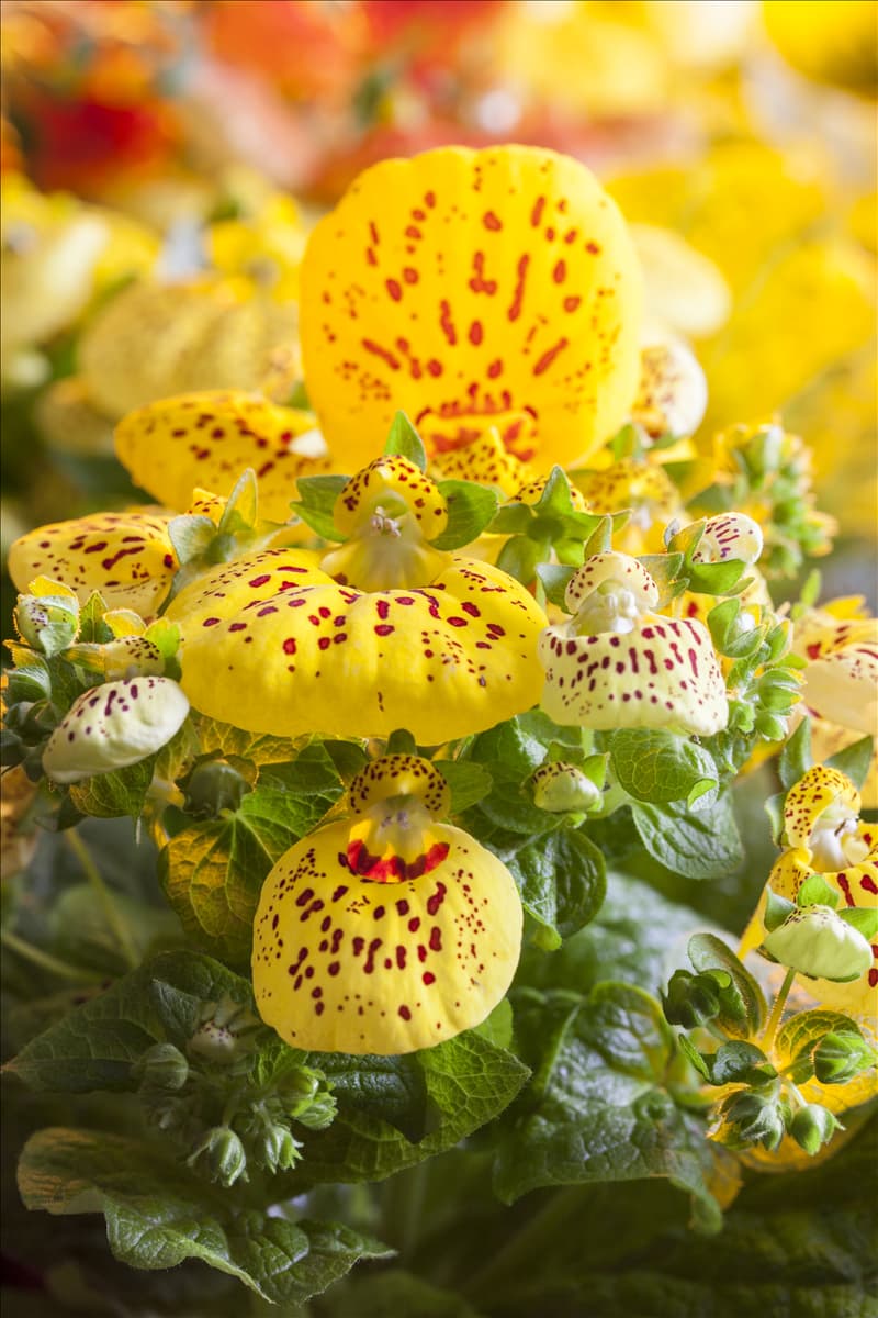 Calceolaria