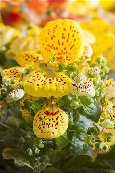 Calceolaria