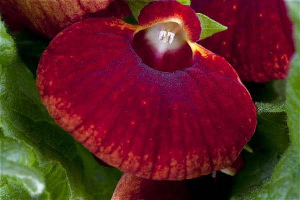 Calceolaria herbeohybrida
