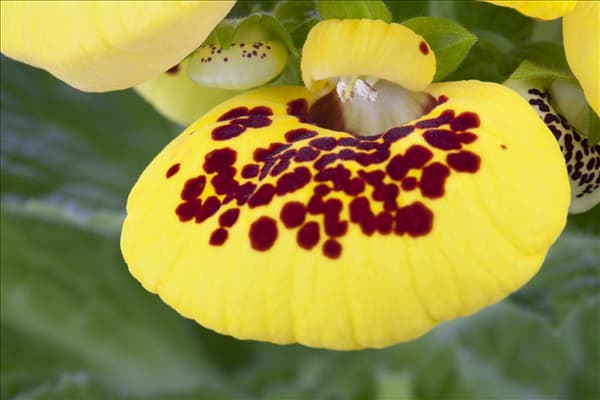 Calceolaria herbeohybrida