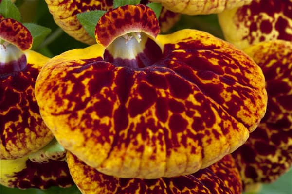 Calceolaria herbeohybrida