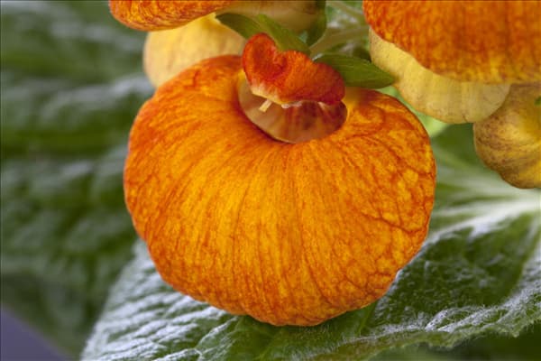 Calceolaria herbeohybrida