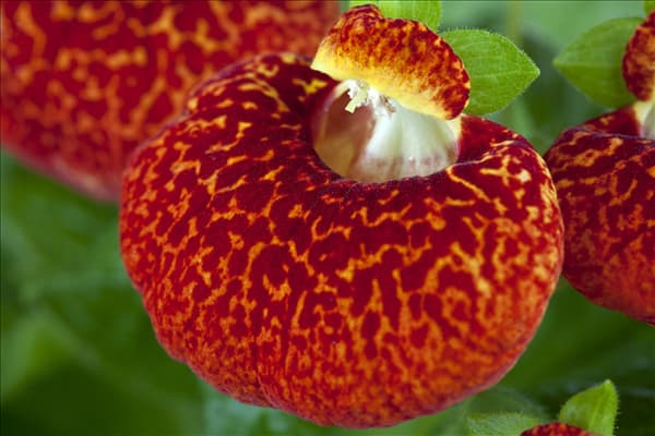 Calceolaria