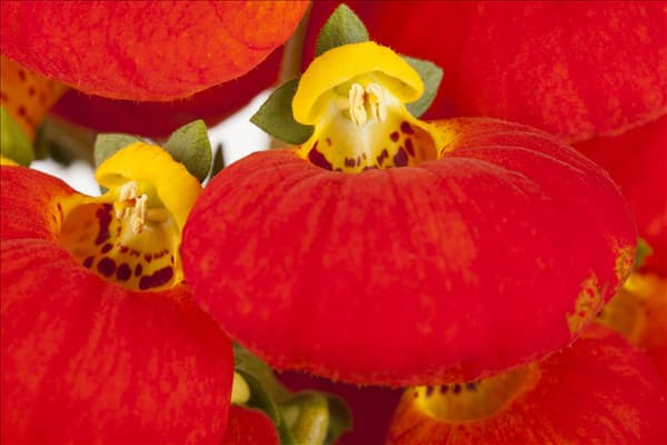 Calceolaria herbeohybrida