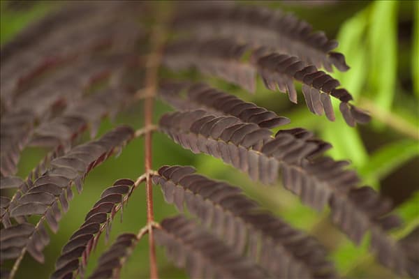 Albizia julibrissin