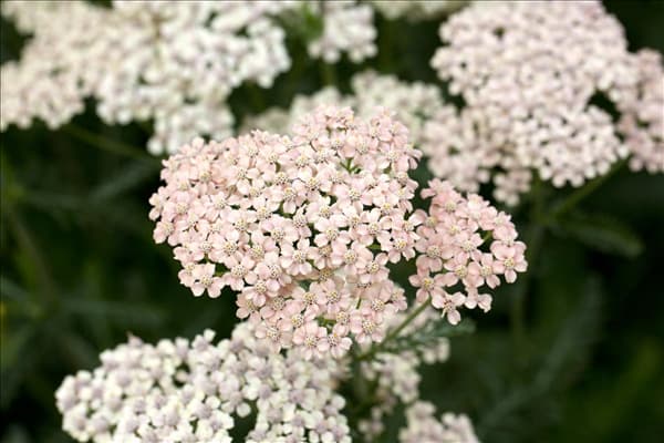 Achillea millefolium 'Apfelblüte'