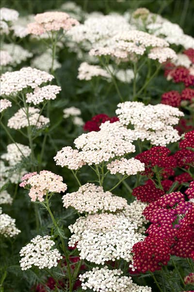 Achillea millefolium 'Apfelblüte'