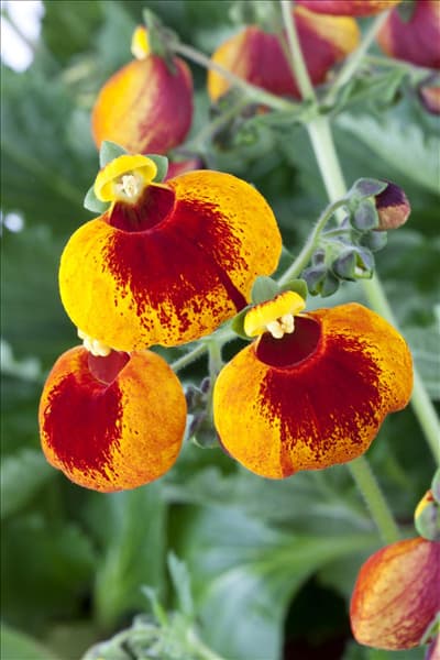 Calceolaria calynopsis