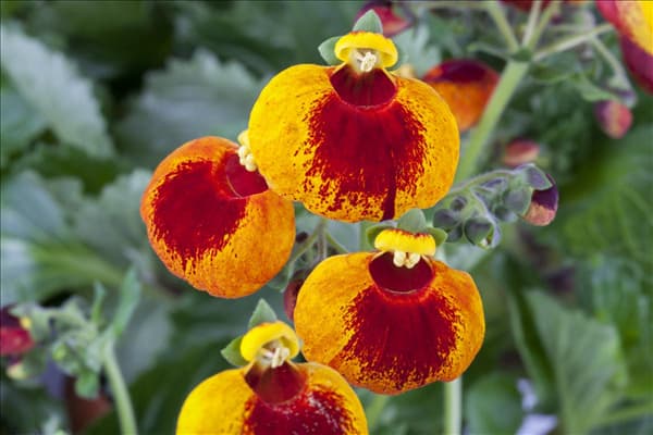 Calceolaria calynopsis