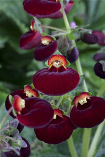 Calceolaria calynopsis