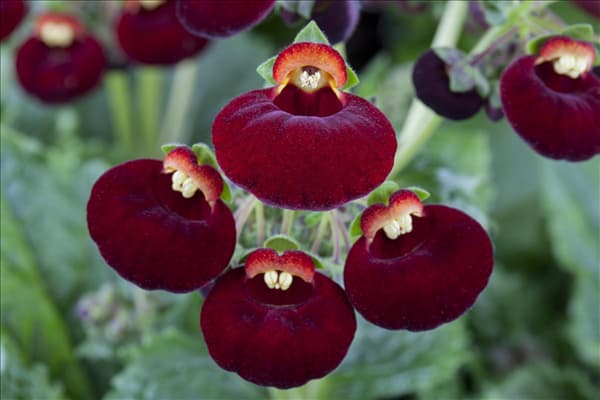 Calceolaria calynopsis